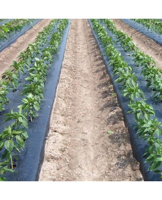 Eco-Friendly Mulch Film in Field